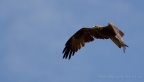 Black Kite (Milvus migrans) Mark Elvin